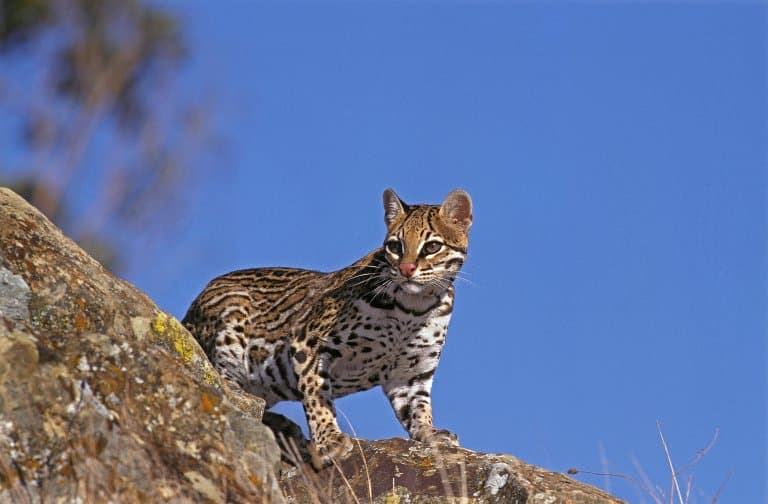 how many ocelots are left in the world today