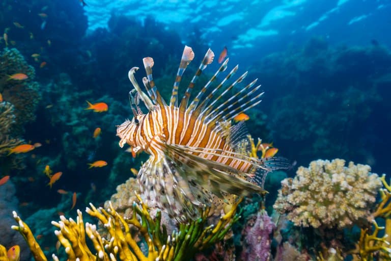 lionfish orange