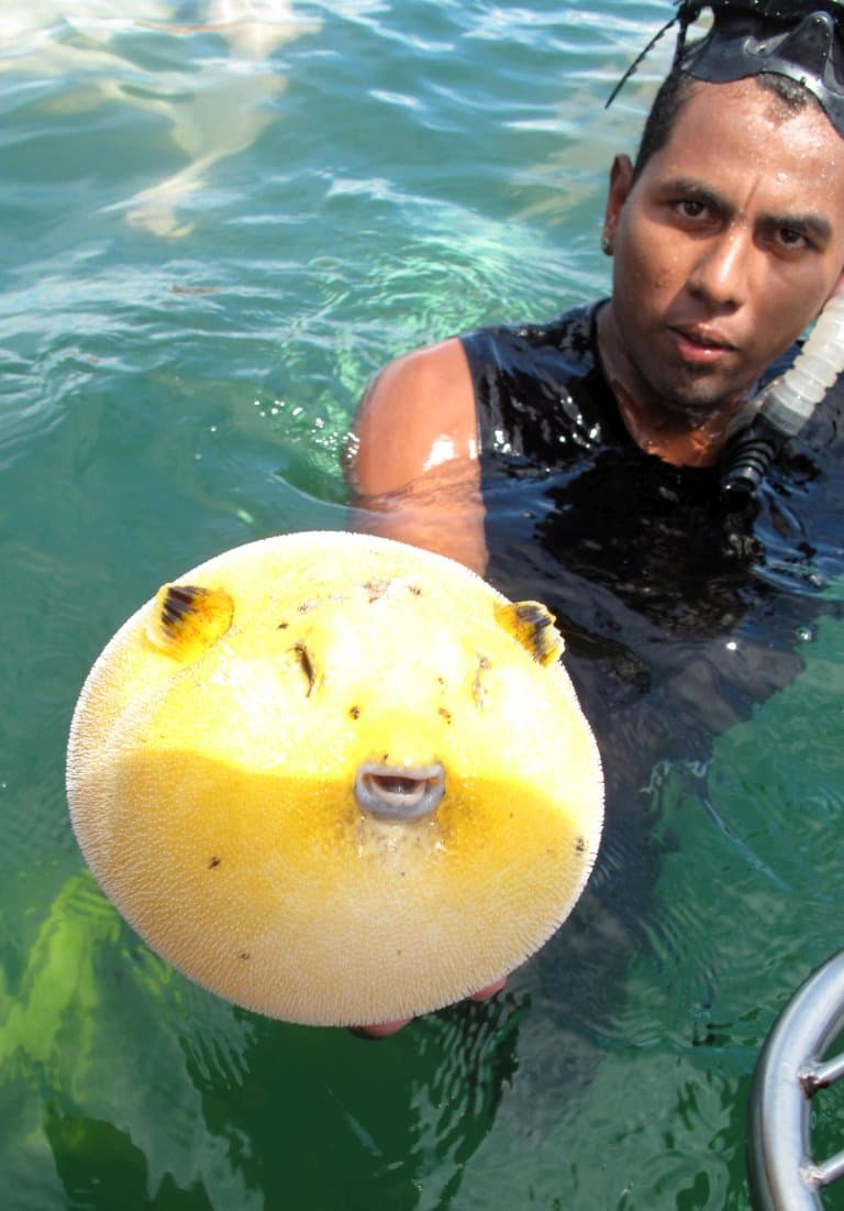 Pufferfish held out of water