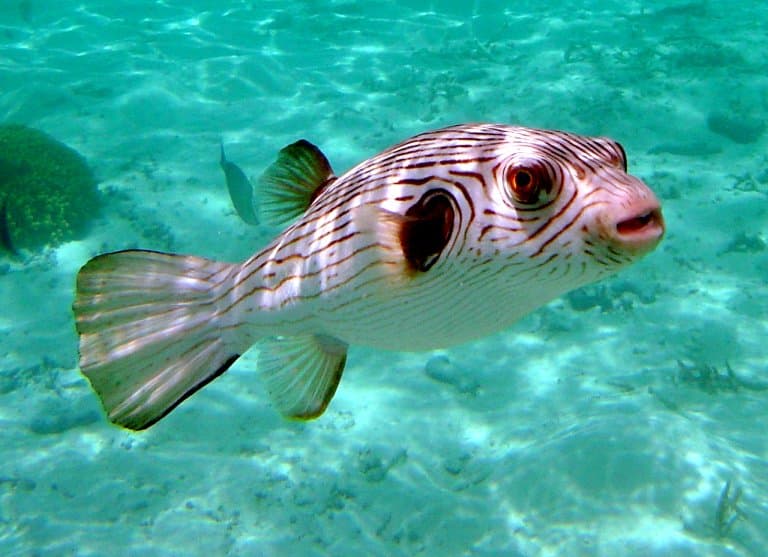 Pufferfish Facts