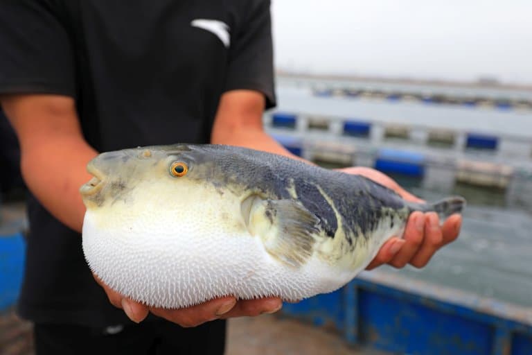 Pufferfish held