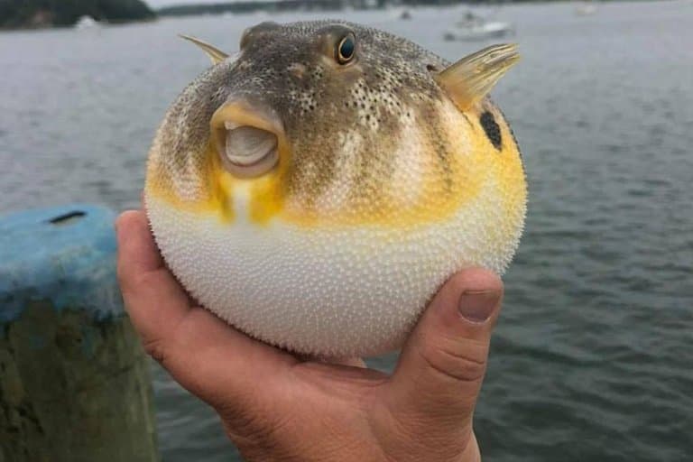 Pufferfish blown up