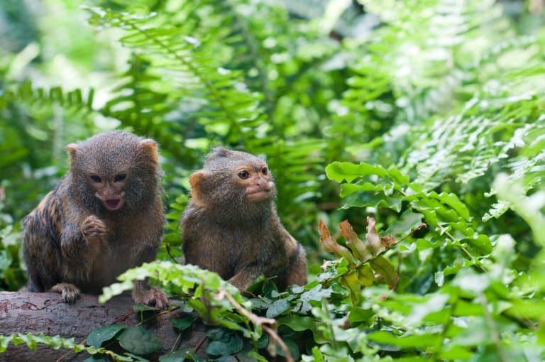 pygmy marmoset twins
