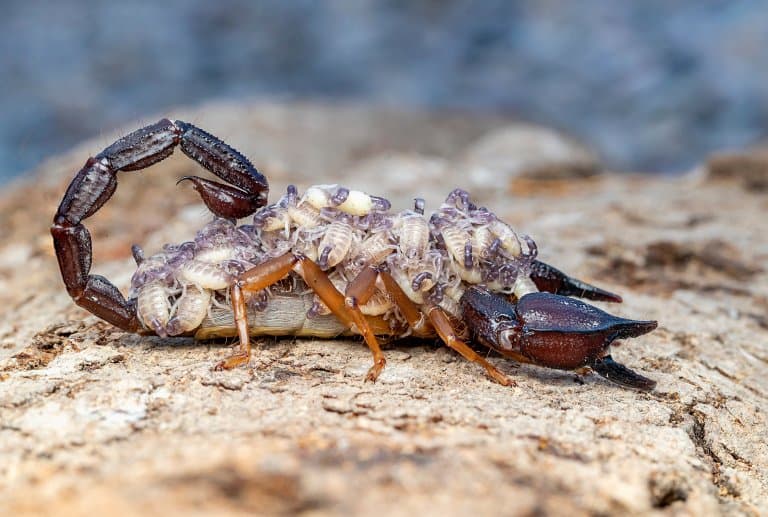 scorpion with young on her back
