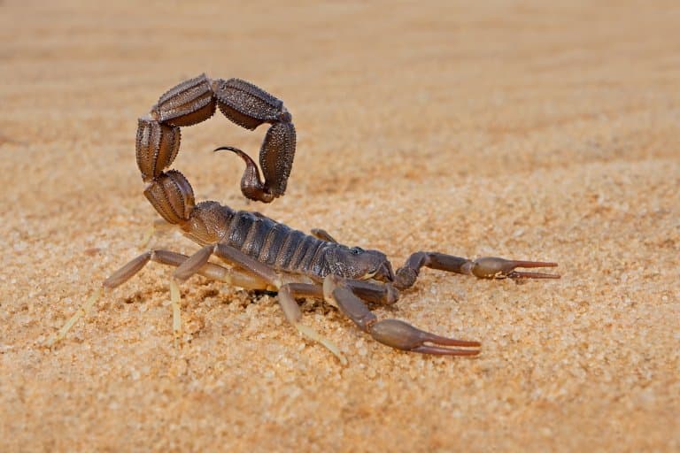 scorpion facts