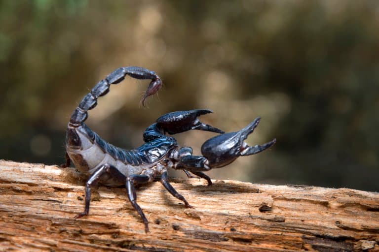 8 scorpion facts to make your skin crawl