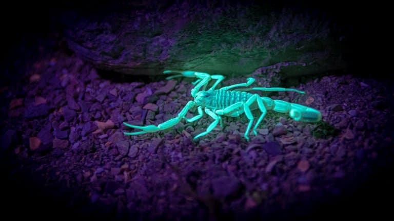 scorpion glowing in the dark!