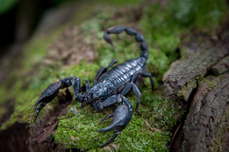 8 scorpion facts to make your skin crawl