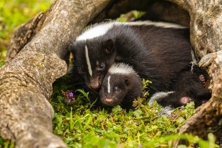 Skunk with kits
