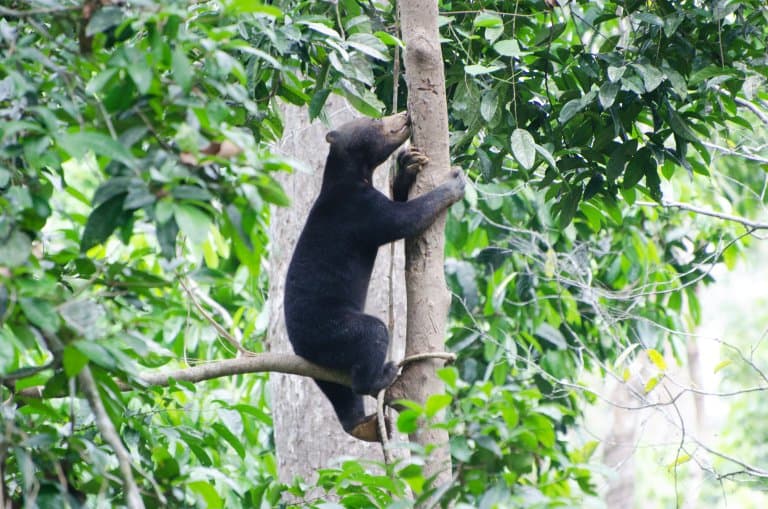 Sun Bear climbing a tree