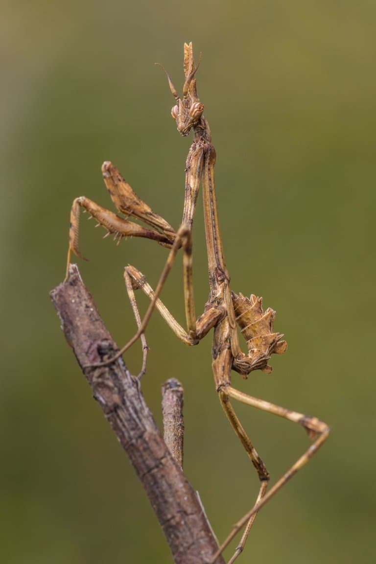 Wandering Violin Mantis