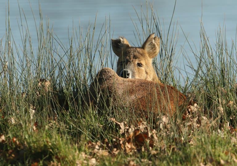 Water Deer by river