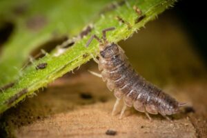 11 Wondrous Woodlouse Facts - Fact Animal