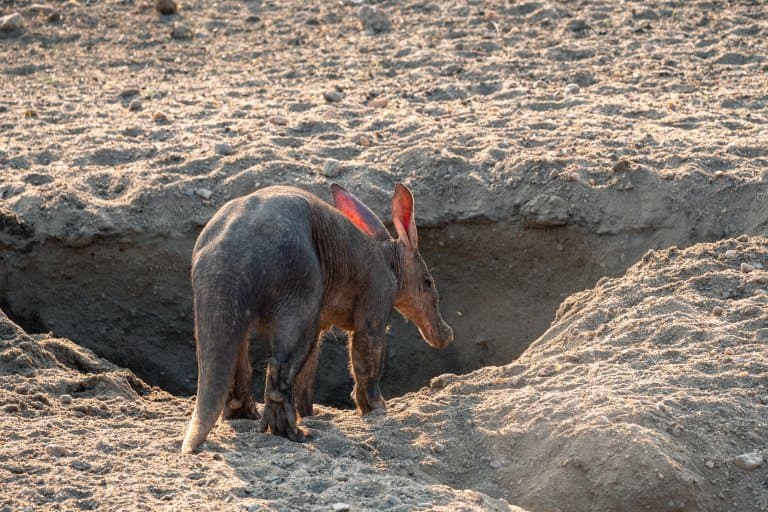 aardvark burrow