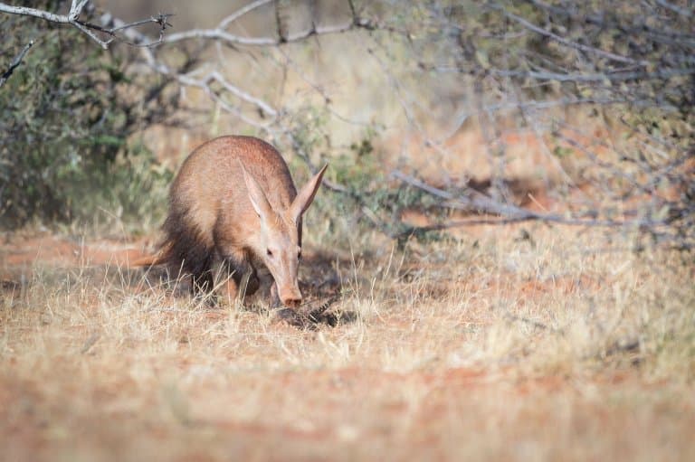 12 Aar-mazing Aardvark Facts - Fact Animal