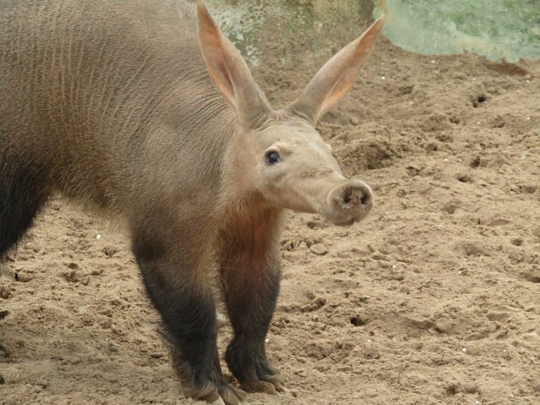 aardvark smelling
