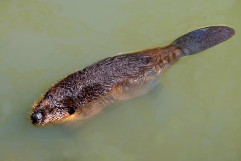 Beaver tail