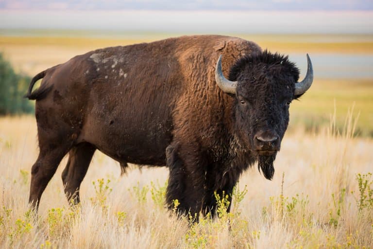 13 Beautiful Bison Facts (Aka American Buffalo) - Fact Animal