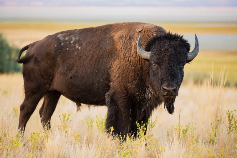 Bison Facts