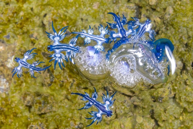 Blue Dragon Sea Slug Eggs