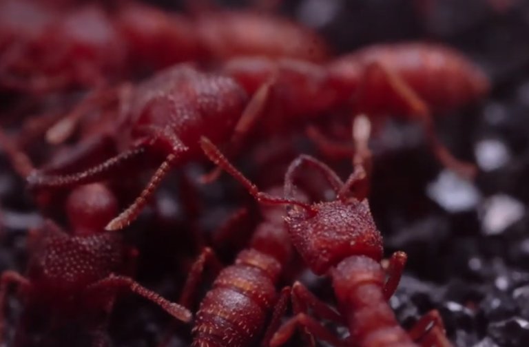 Snap-jaw Ant  - Dracula Ants