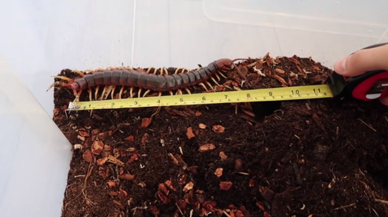 Giant Centipede being measured!