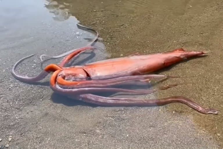 11 Giant Squid Facts - Fact Animal