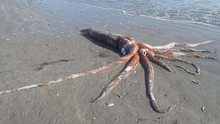 Giant Squid Washed Up
