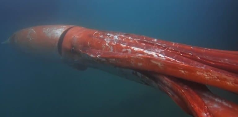 Giant Squid