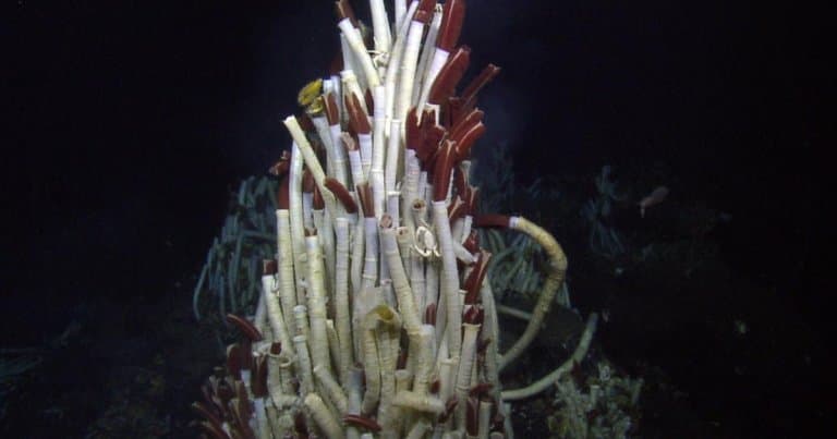 Giant Tube Worm Facts