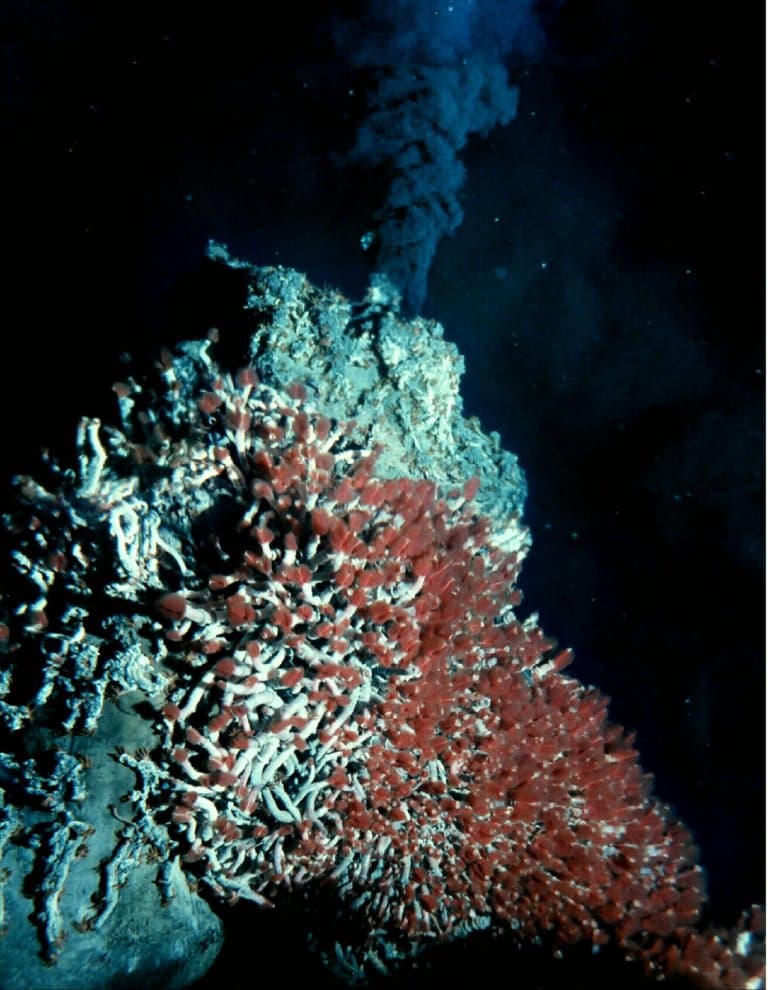 Giant Tube Worms & Vent