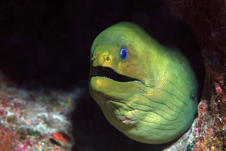 The Green Moray Eel, is actually brown...!