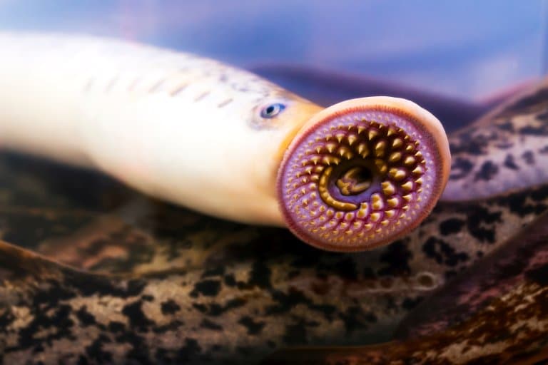 Lamprey Facts