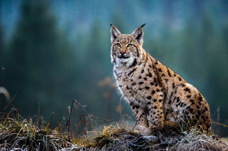 11 Jaw-dropping Lynx Facts - Fact Animal