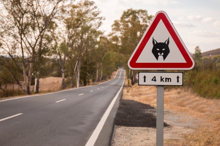 Lynx road warning sign