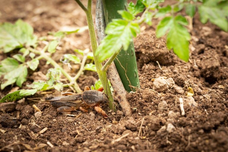 Mole Cricket eating plants