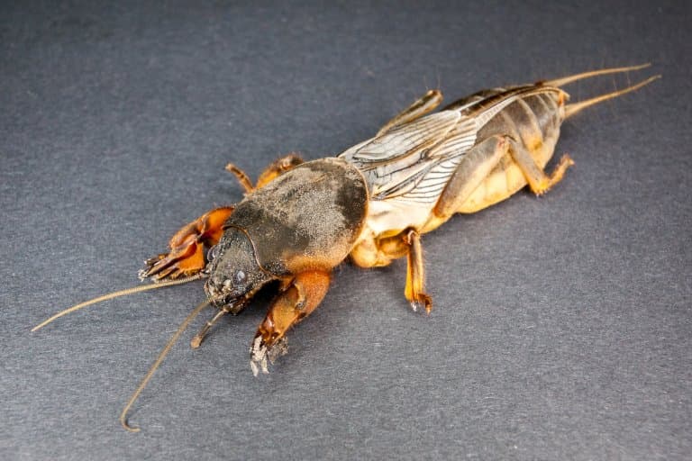9 Marvellous Mole Cricket Facts Fact Animal