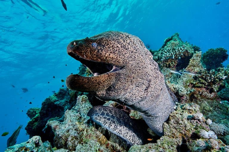 Moray Eels Eating