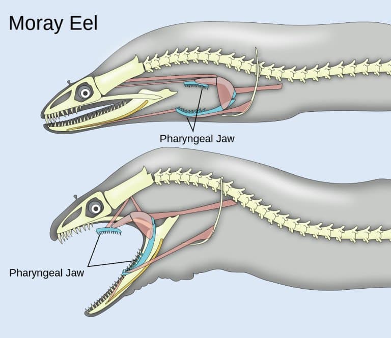 pharyngeal jaws of a moray eel