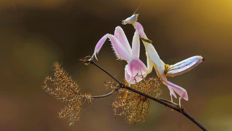 Orchid Mantis Facts