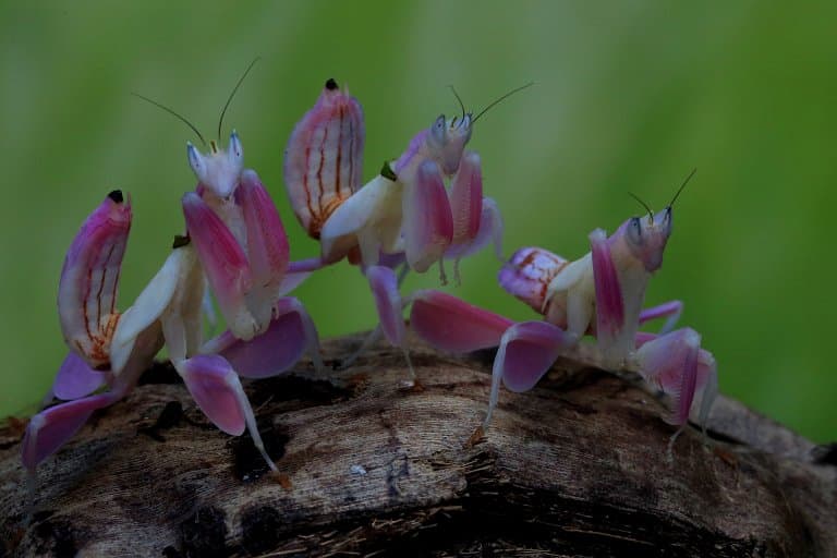 Orchid Mantis group