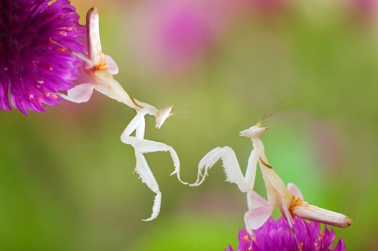 Orchid Mantis pairs