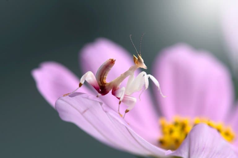 Orchid Mantis