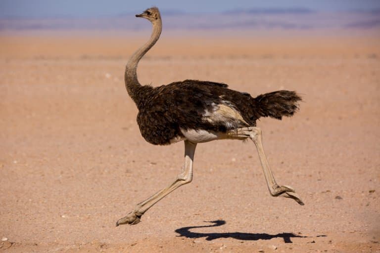 19 Outstanding Ostrich Facts Fact Animal 19 Outstanding Ostrich Facts Fact Animal