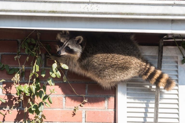 Raccoon climbing!