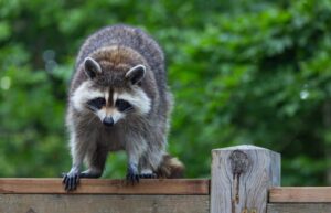13 Rad Raccoon Facts - Fact Animal