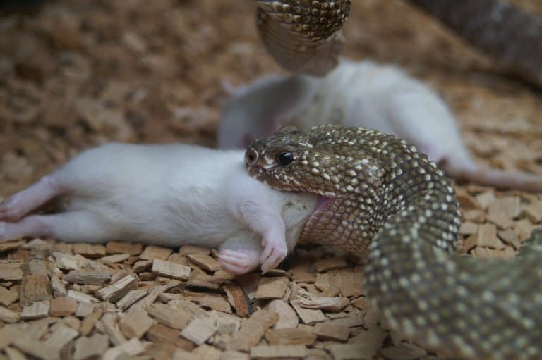 Rattlesnake eating mice