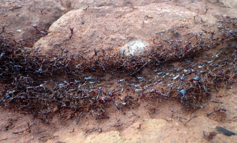Safari Ant