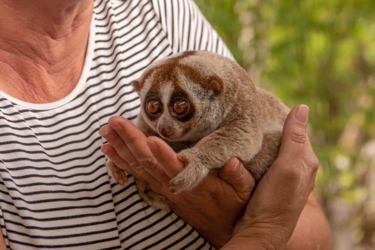 Slow Loris being held