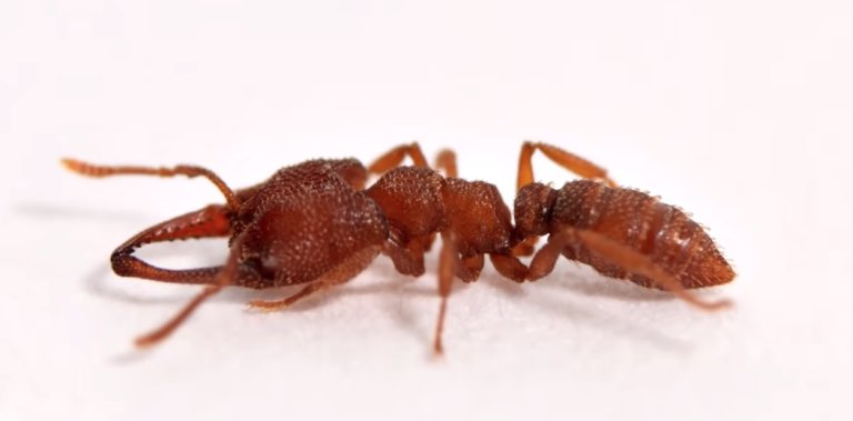 Snap-jaw Ant Facts